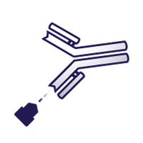 Antibody – Antigen Interactions